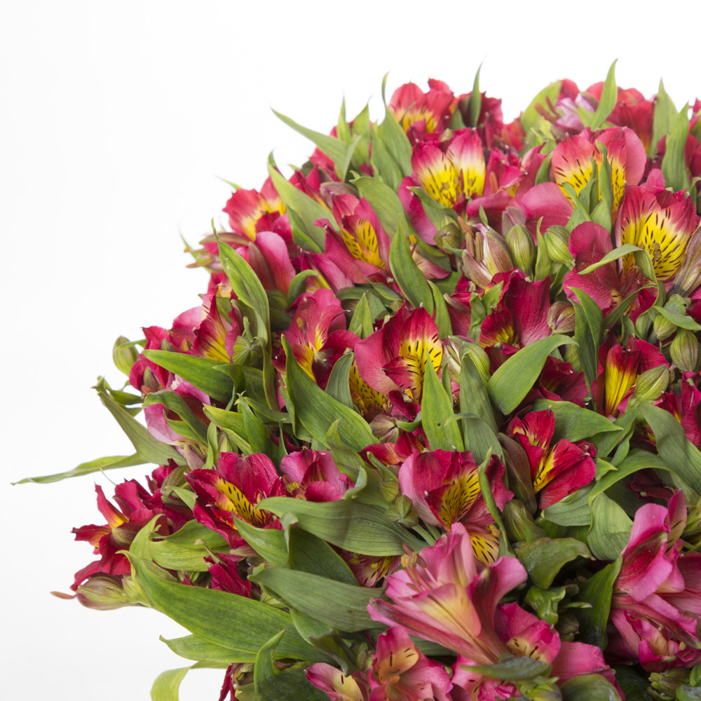 Букет из 35 розовых альстромерий