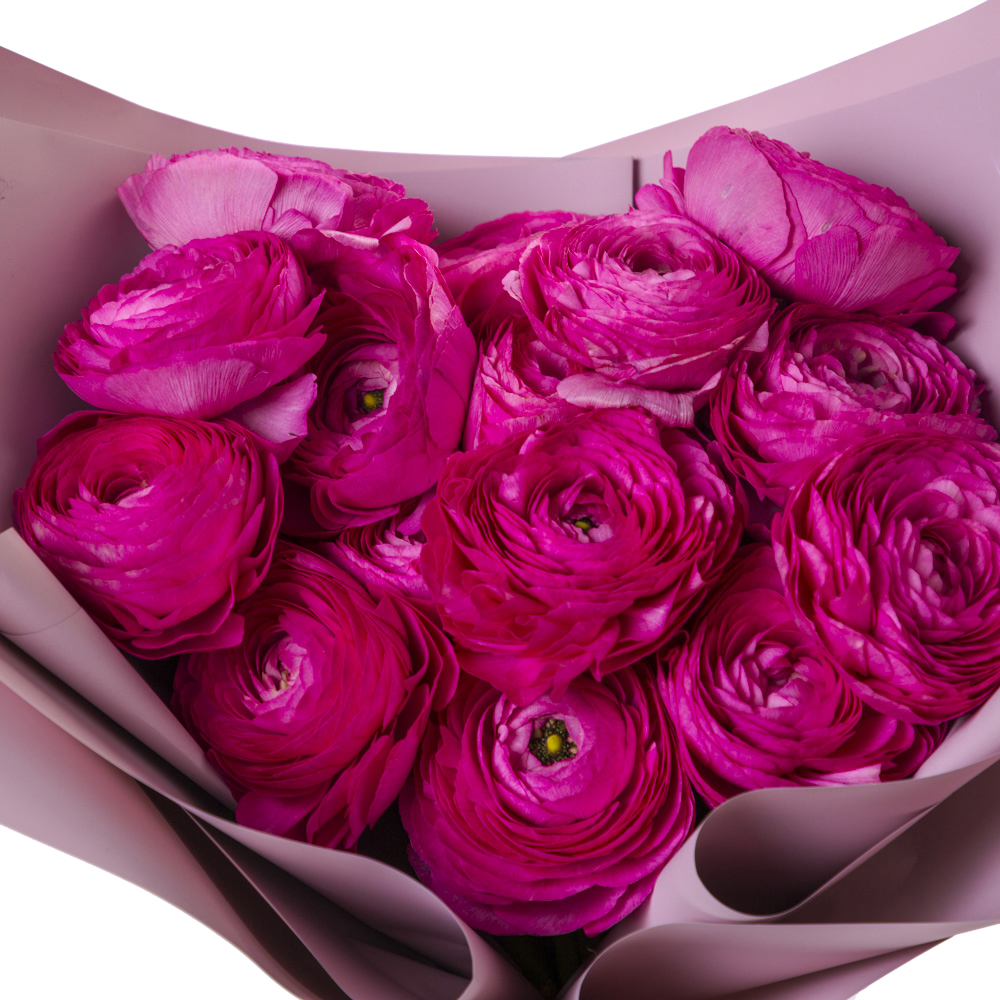 Букет из 15 малиновых ранункулюсов