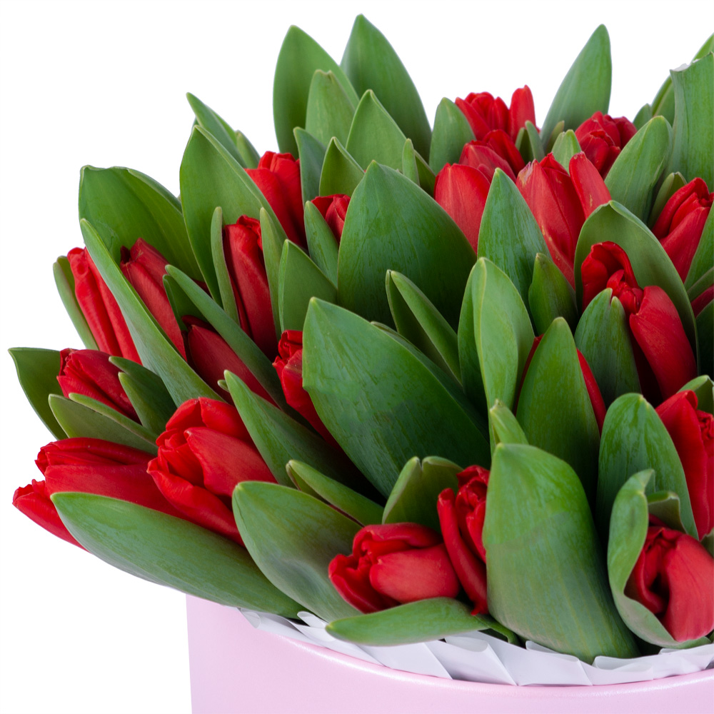 51 красный тюльпан в розовой шляпной коробке