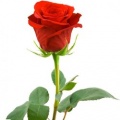 Розы 40 см