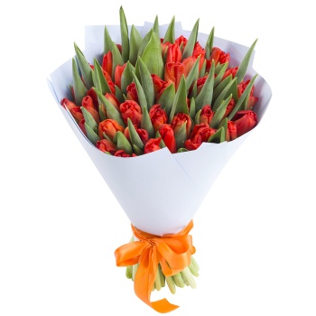 Букет из 51 красного тюльпана