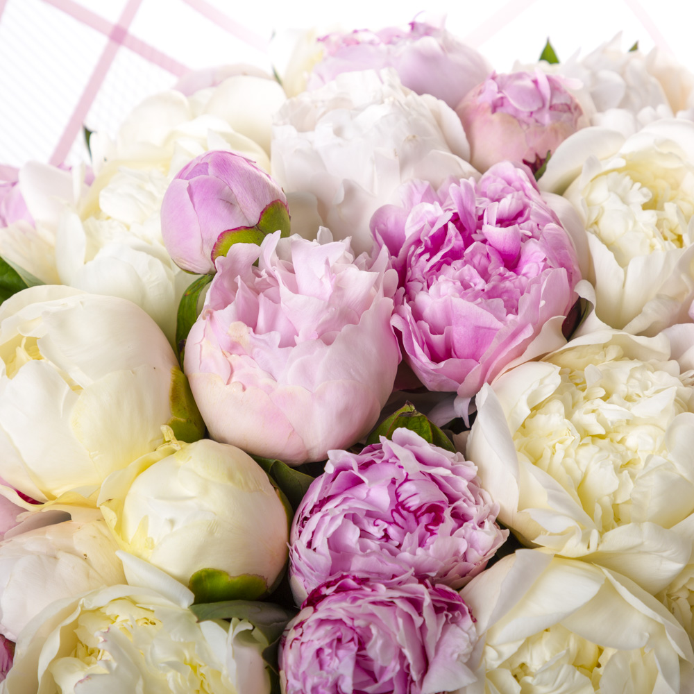 35 разноцветных пионов