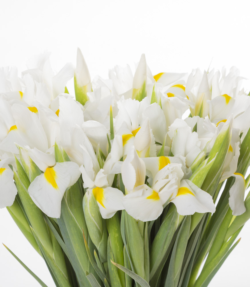 Букет из белого ириса 35 шт
