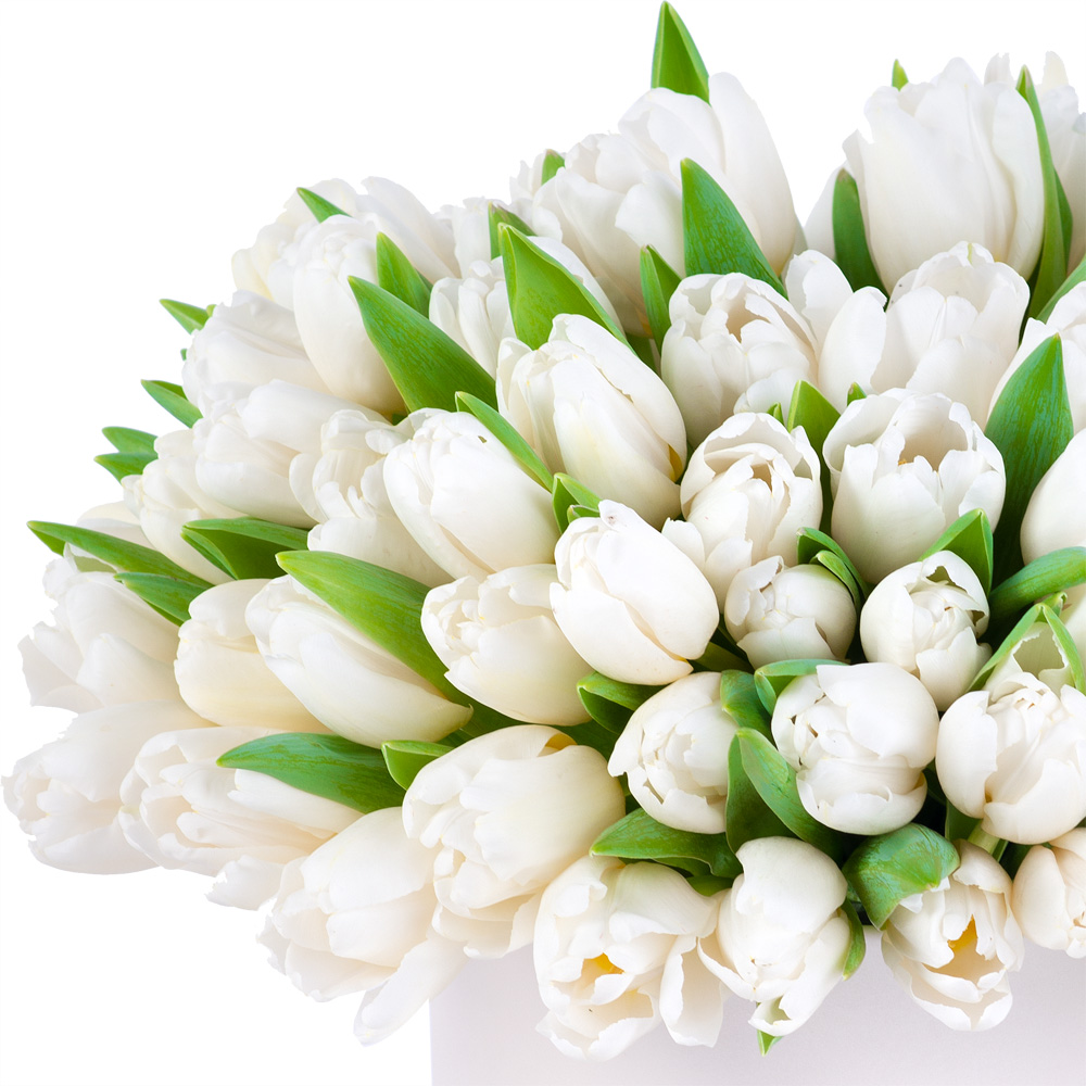 101 белый тюльпан в кремовой шляпной коробке