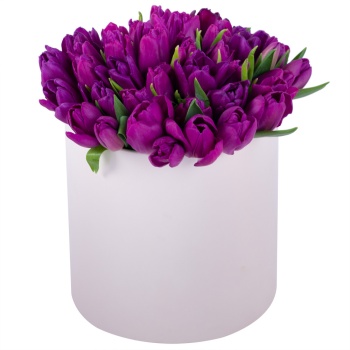 51 фиолетовый тюльпан в кремовой шляпной коробке