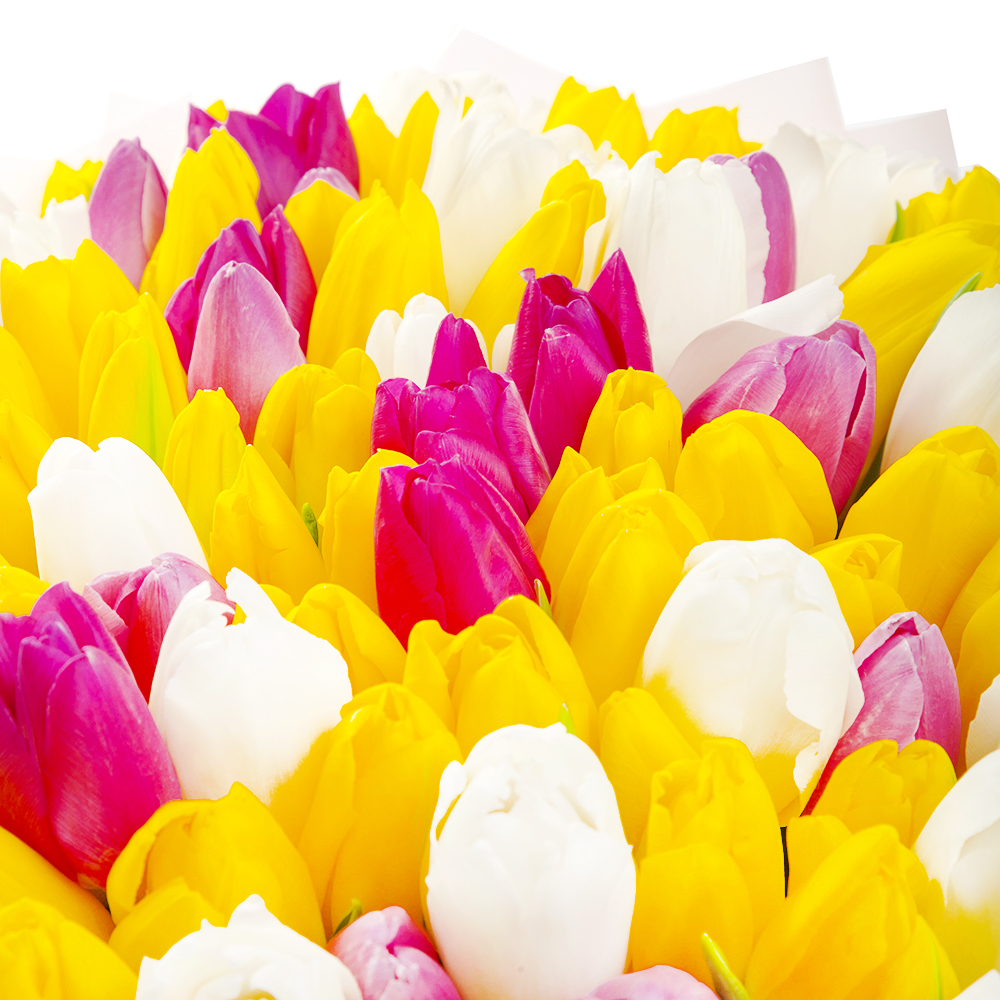 101 разноцветный тюльпан