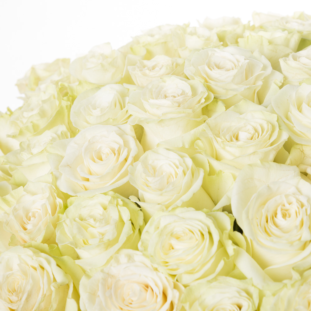 101 белая роза Эквадор 70 см