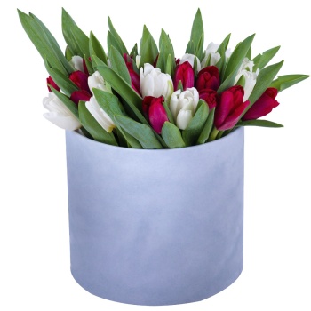 51 Разноцветный тюльпан в серой бархатной шляпной коробке