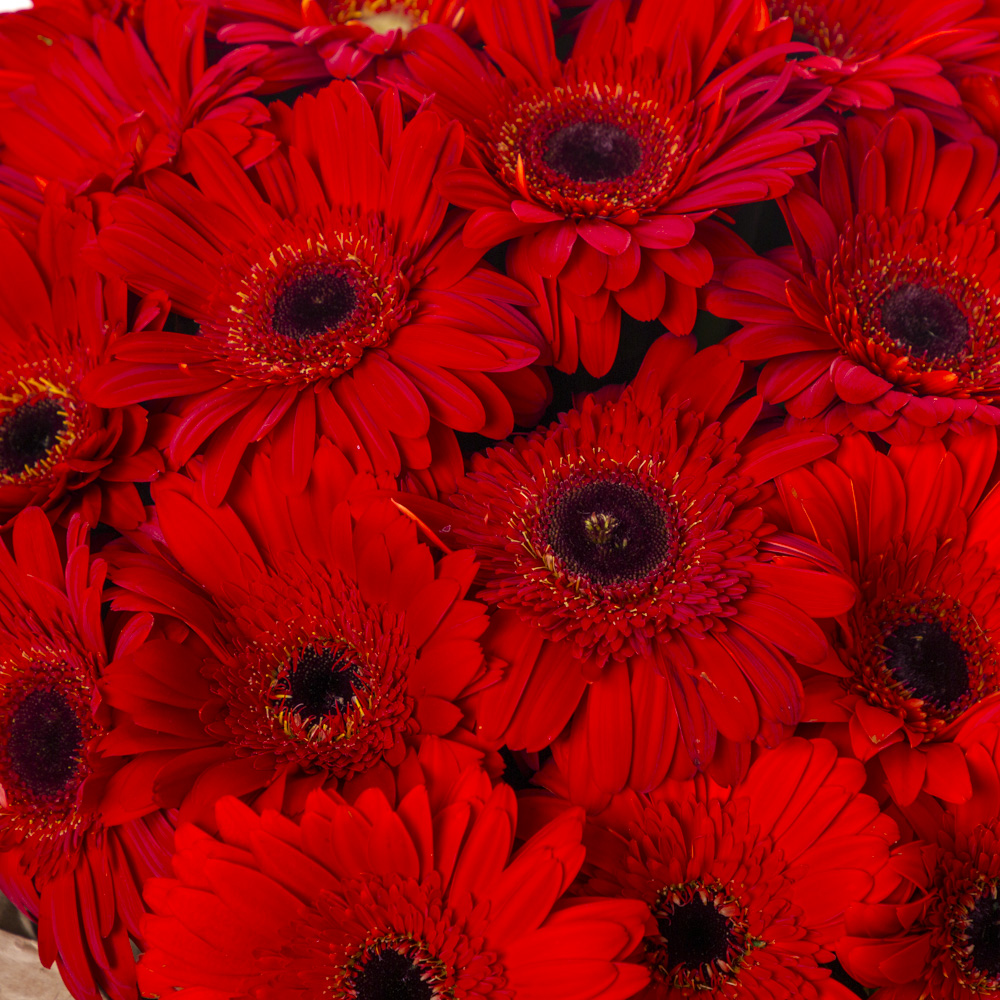 Букет из 35 красных гербер