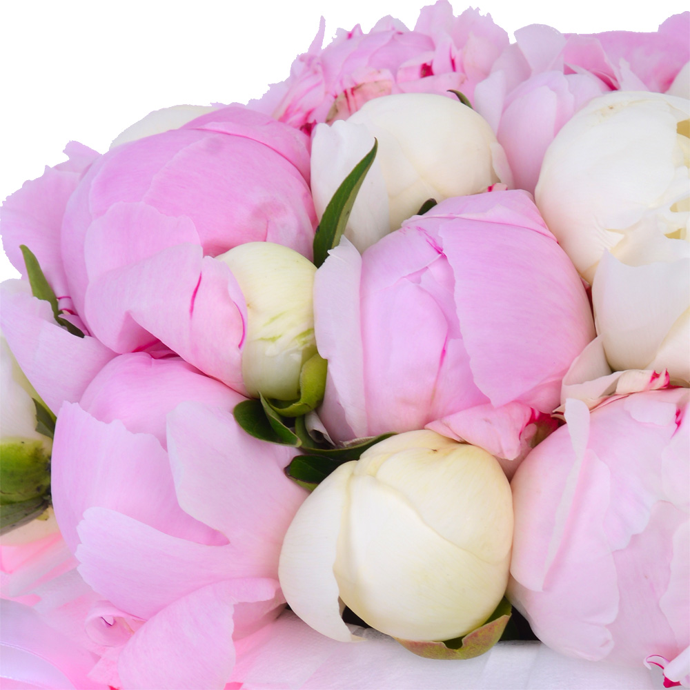 Букет из 21 разноцветного пиона в белой шляпной коробке