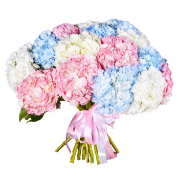 Букет из 21 Гортензий