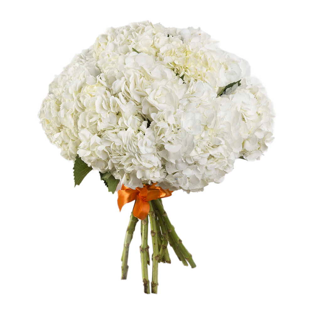 Букет из 11 гортензий