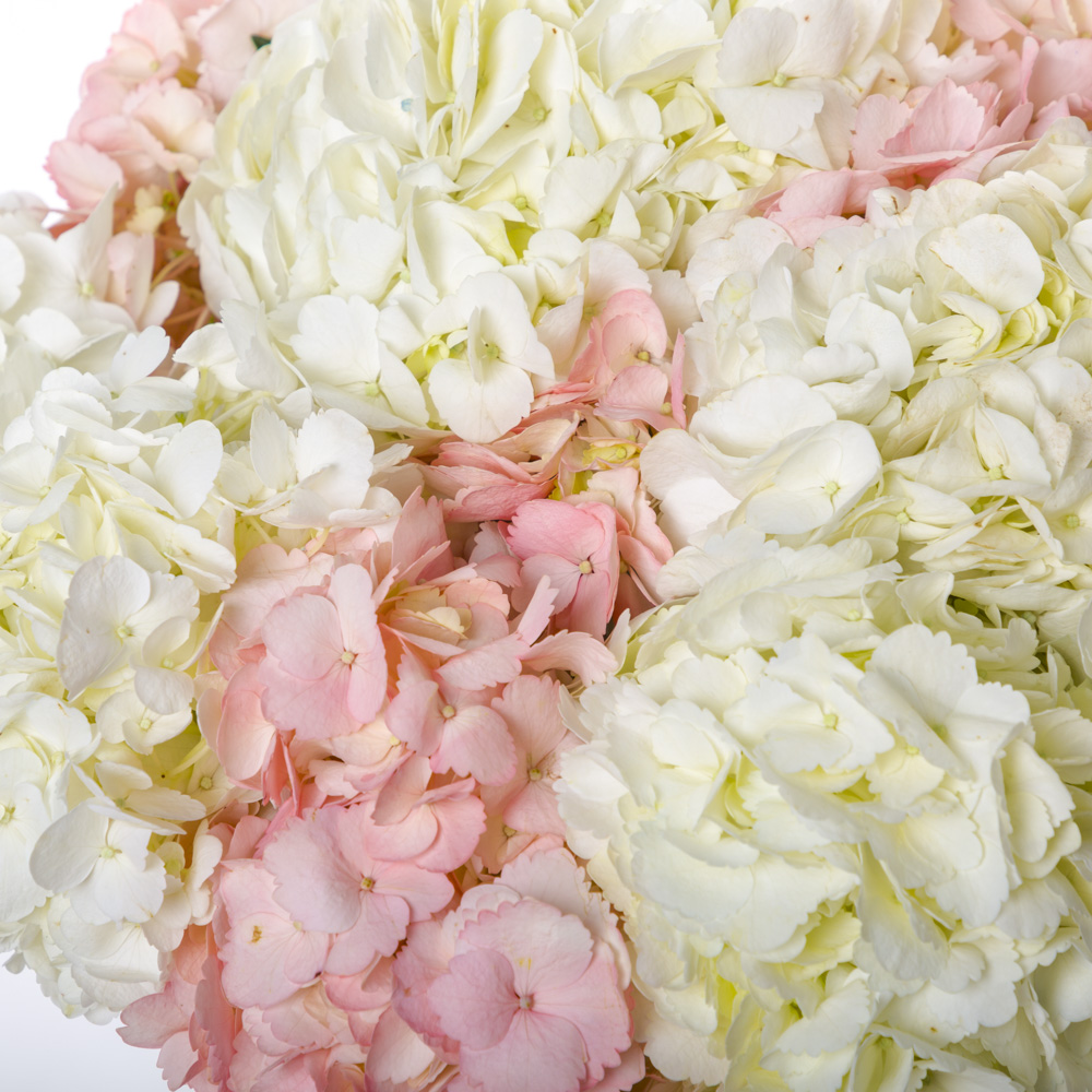 11 разноцветных гортензий