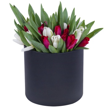 51 Разноцветный тюльпан в черной шляпной коробке