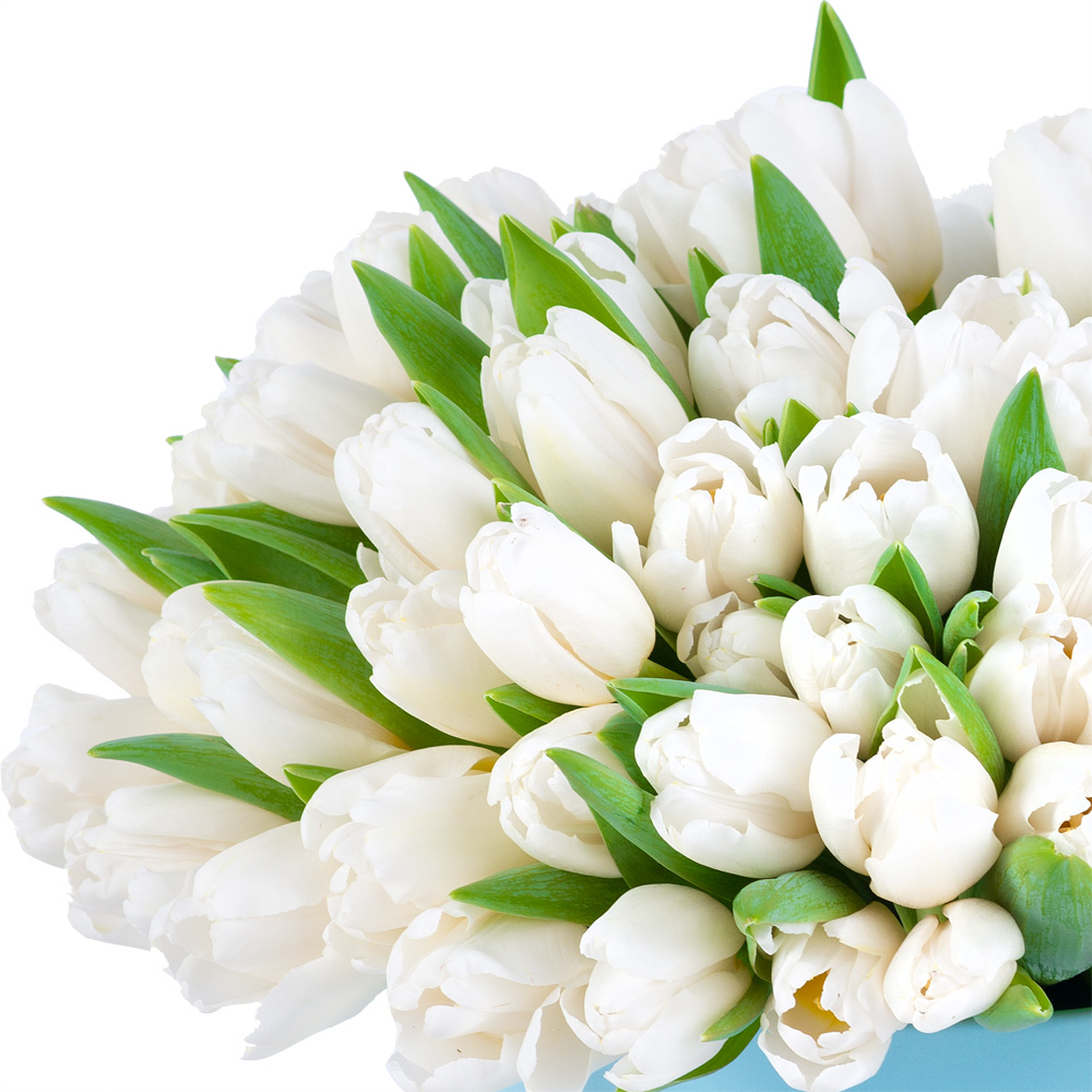 101 белый тюльпан в голубой шляпной коробке