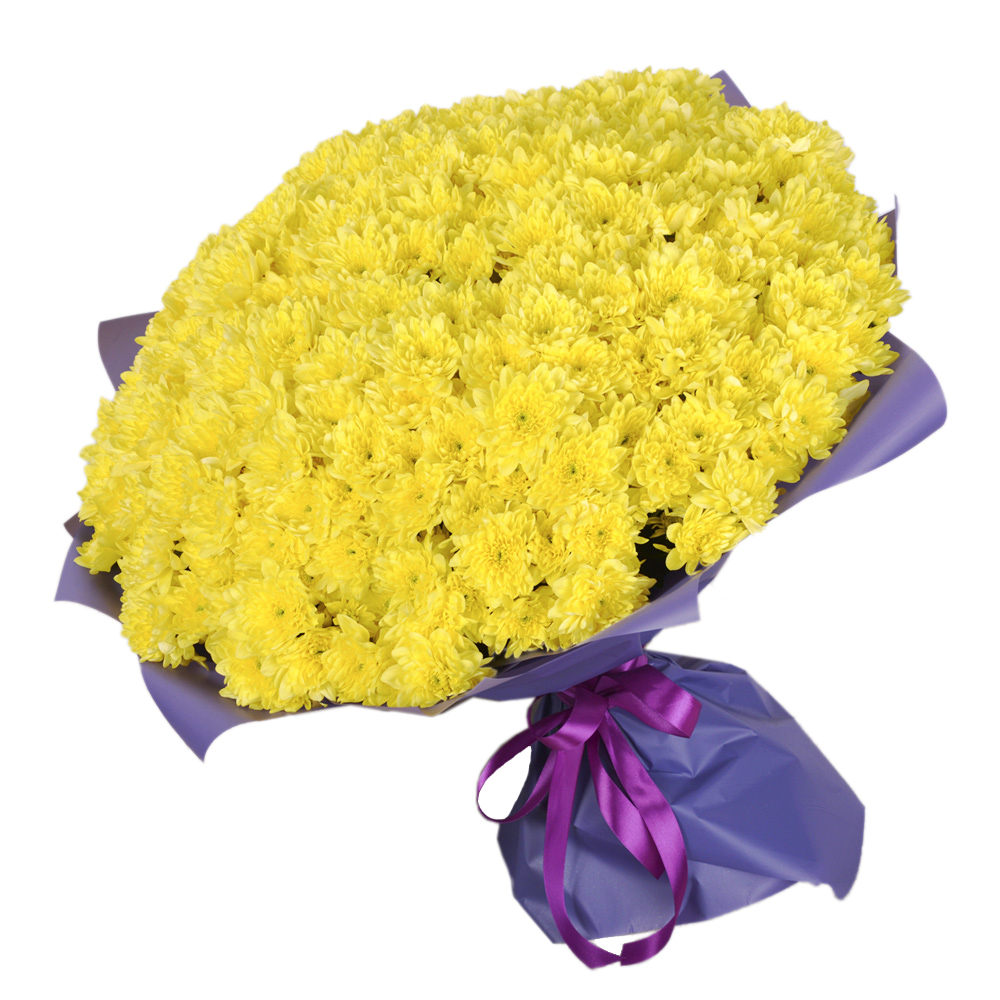 51 желтая хризантема