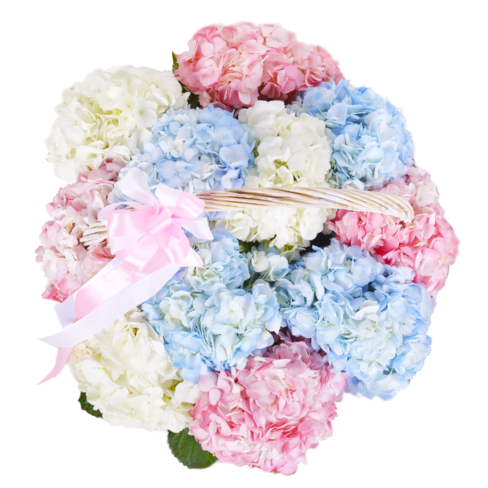 Корзина 11 Гортензий