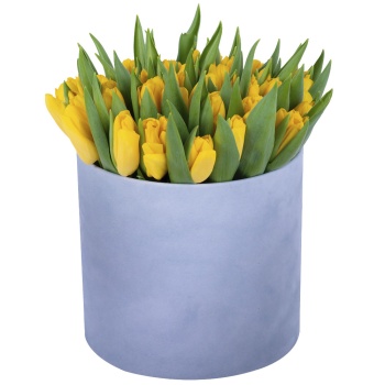 51 желтый тюльпан в серой бархатной шляпной коробке