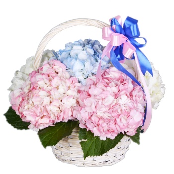Корзина 7 Гортензий