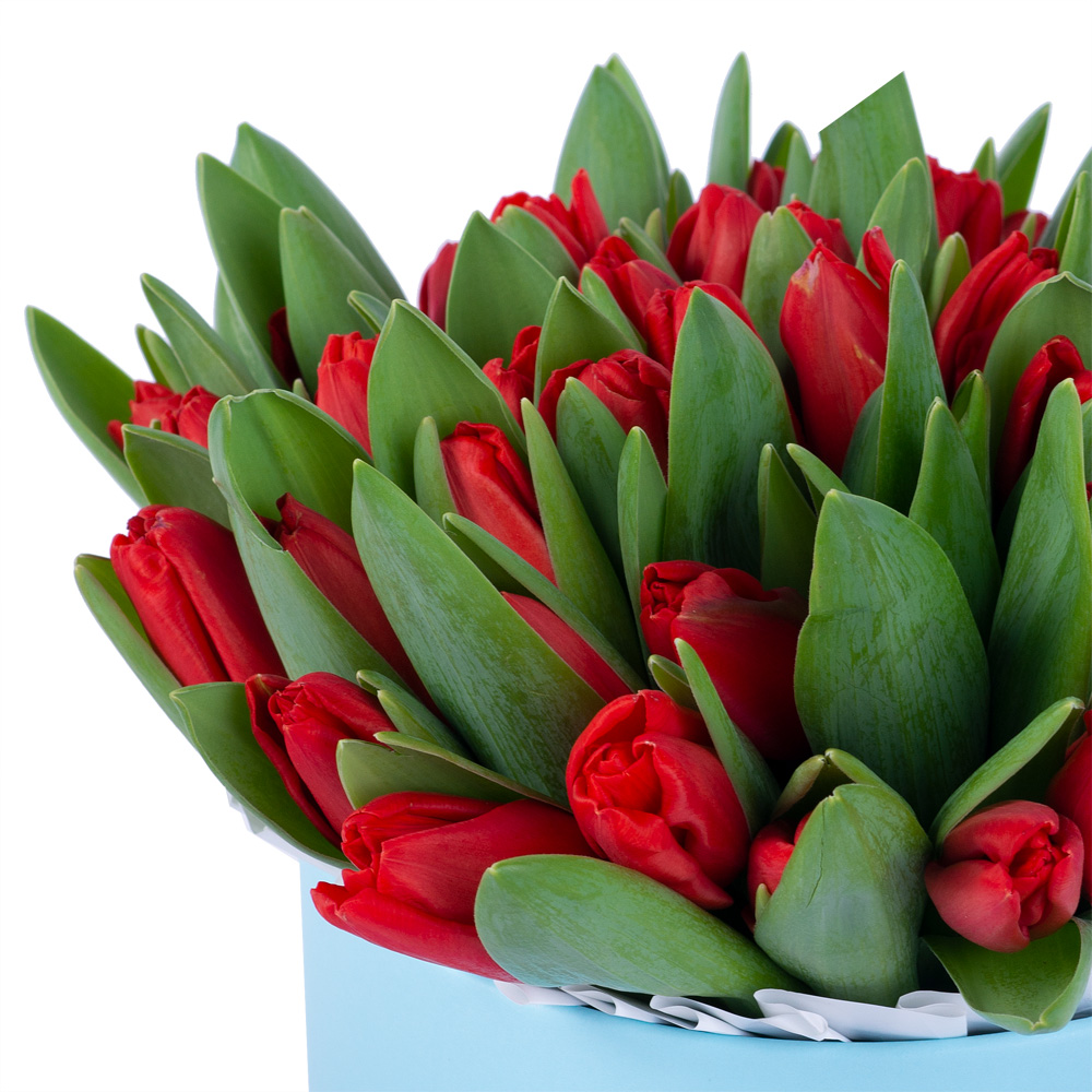 51 красный тюльпан в голубой шляпной коробке