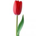 Тюльпаны поштучно