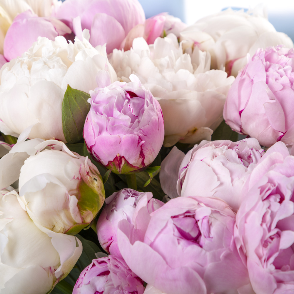 Букет из 25 разноцветных пионов